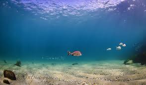 Underwater walk in diving near Manly